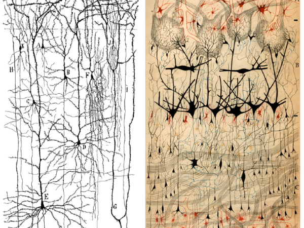 Your Brain…in Images: Seeing is believing. Maybe.