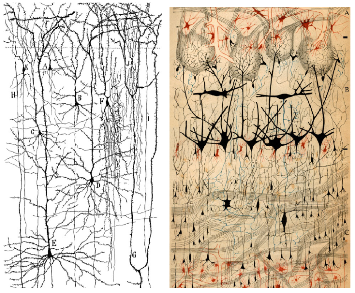 seeing is believing_cajal and golgi